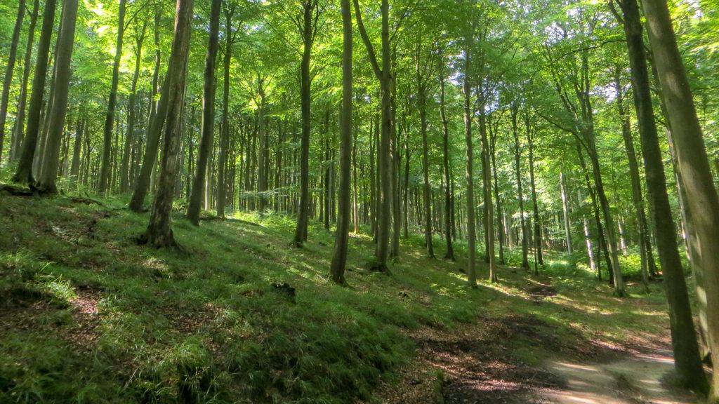 Bokskogen i Jasmund