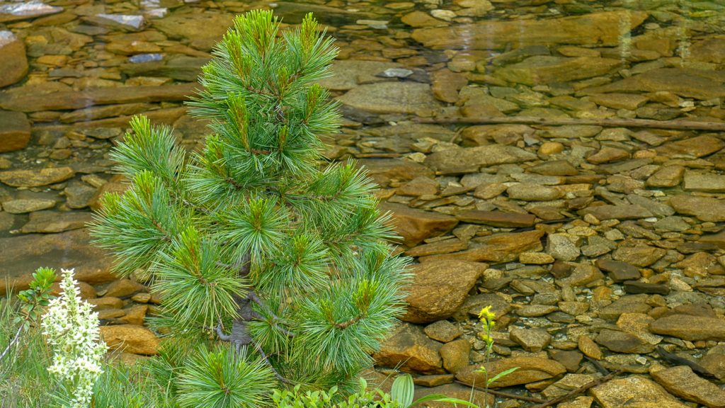 Cambratall vid vatten