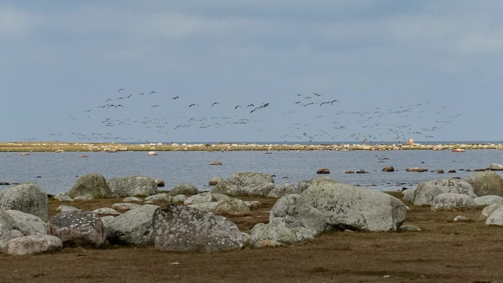 Flygande fåglar vid Ottenby