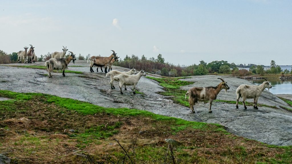 Getter vid Torkö stenbrott