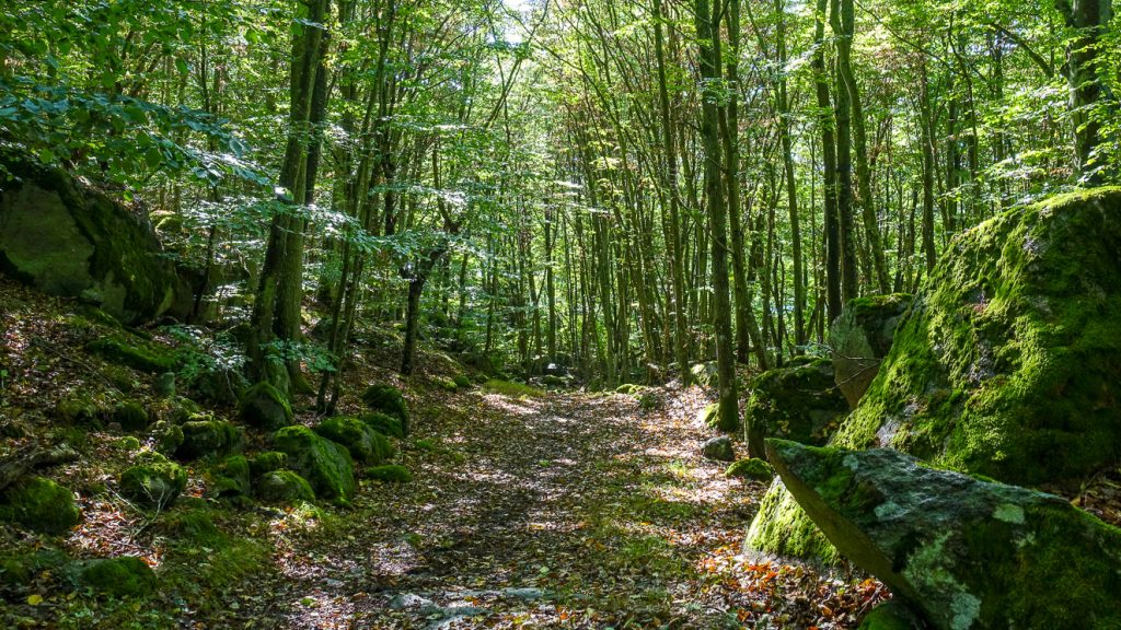 Bokskog i Järnaviks naturreservat
