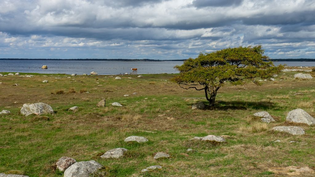 Ko i havet vid Torhamns udde