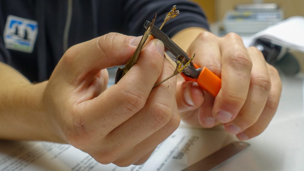 Ringmärkning av rödhake