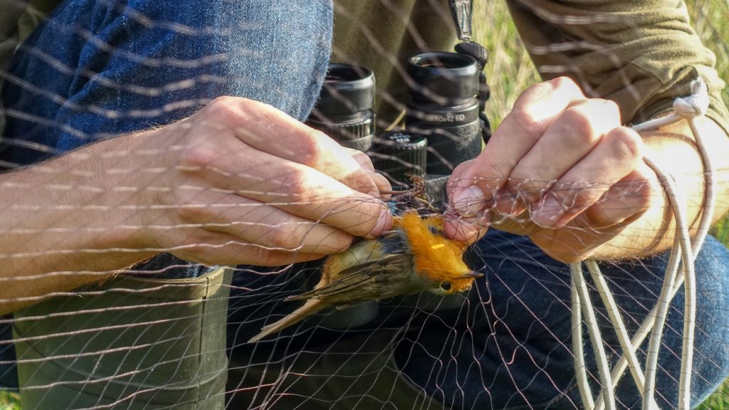 Sam lossar en rödhake från nät