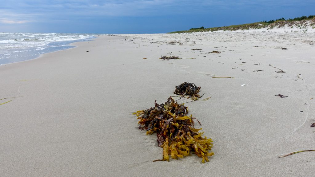 Tång vid Sandhammaren