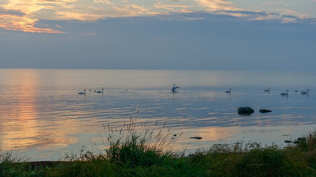 Svandans i kvällsljus