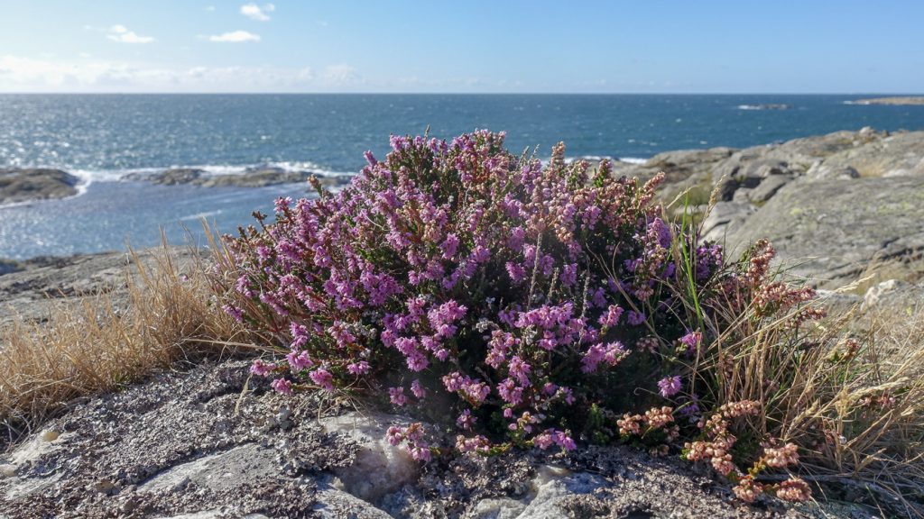 Ljung i skärgården