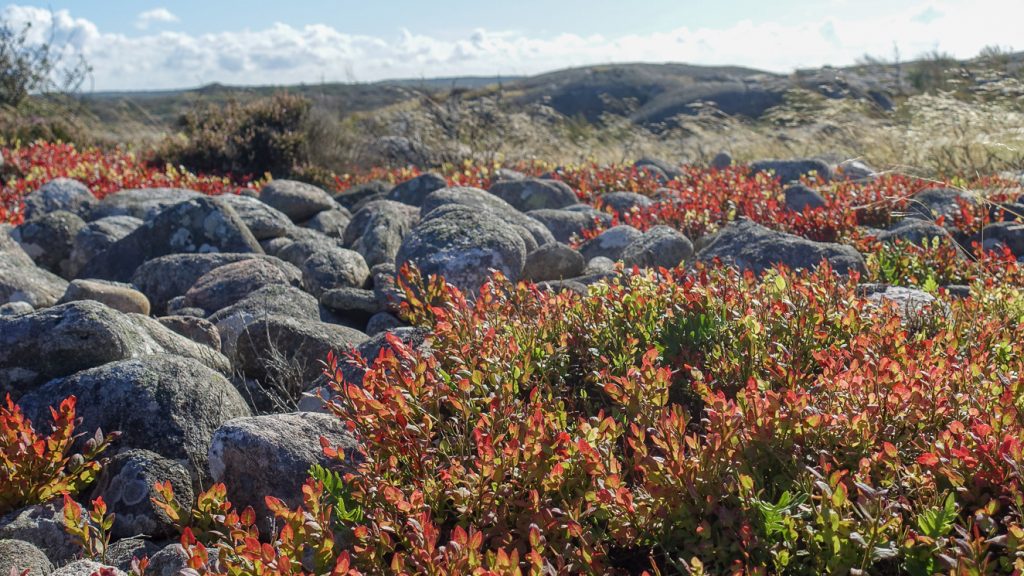 Rött blåbärsris och stenar