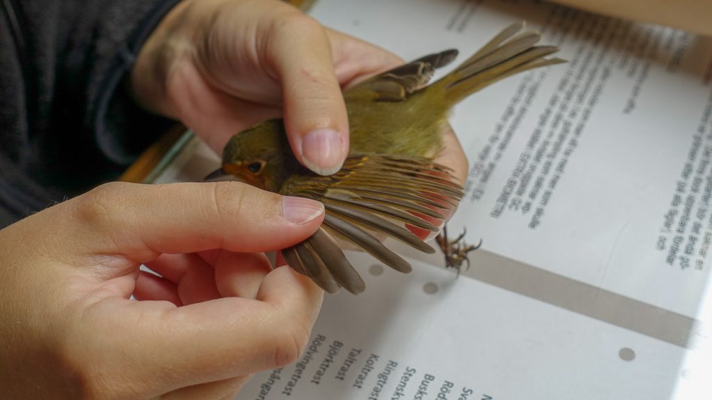 Åldersbestämning av rödhake