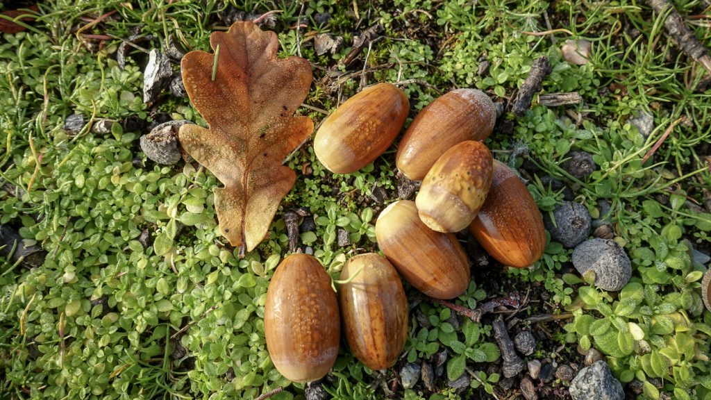 Ekollon