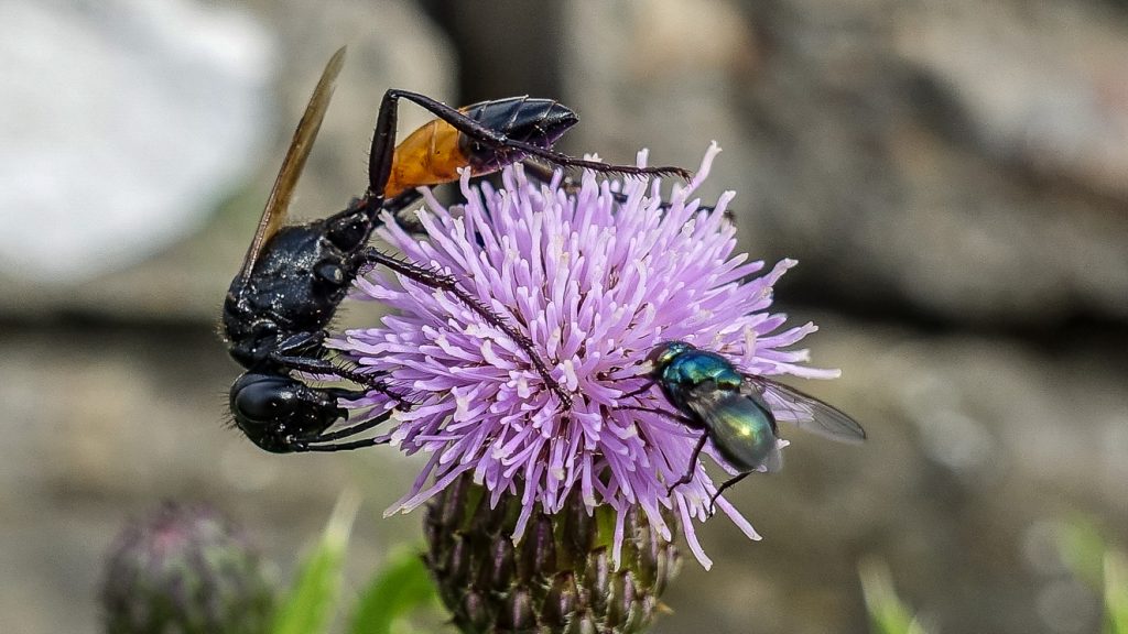 Fluga och insekt på lila blomma.