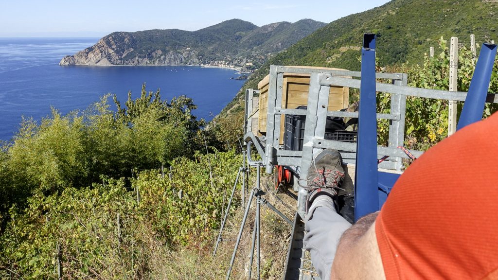 På trenino genom vinodlingar