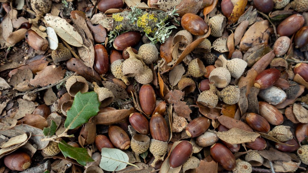 Ekolllon på marken.