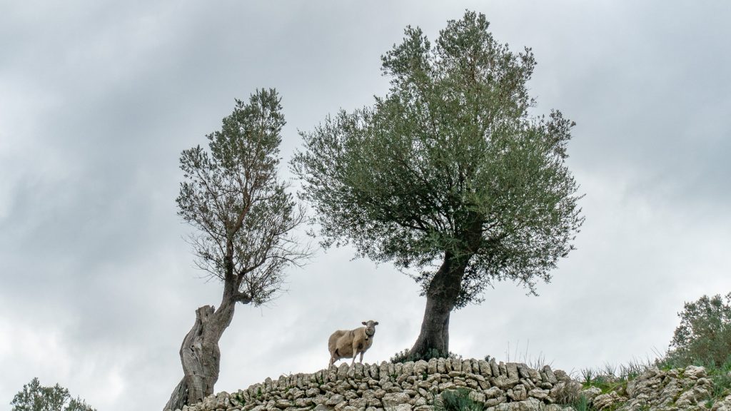 Får mellan olivträd