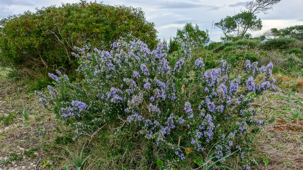 Blommande rosmarinbuske.