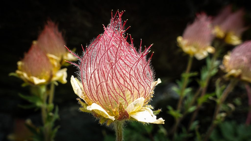 Överblommad alpsippa