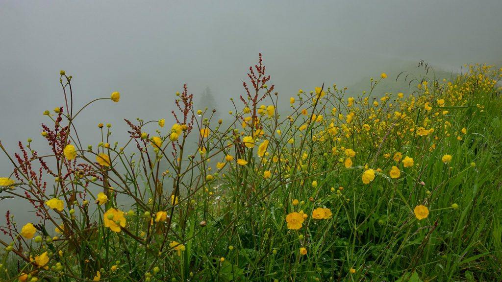 Smörblommor en dimmig dag