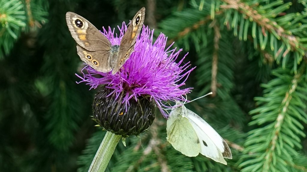 Tistel med två fjärilar