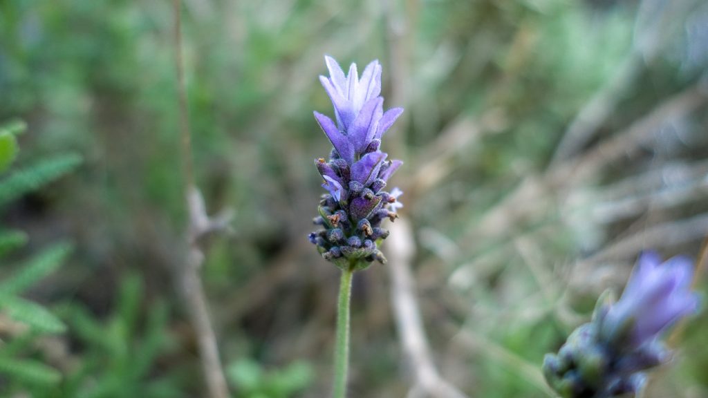 Lavendel