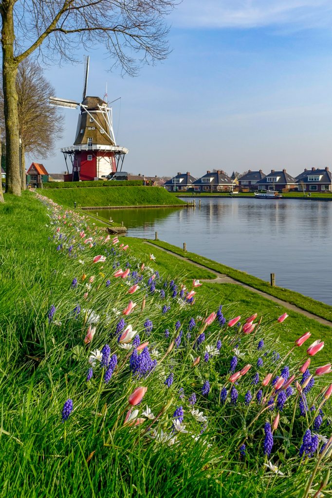 Dokkum med kanal, väderkvarn och tulpaner