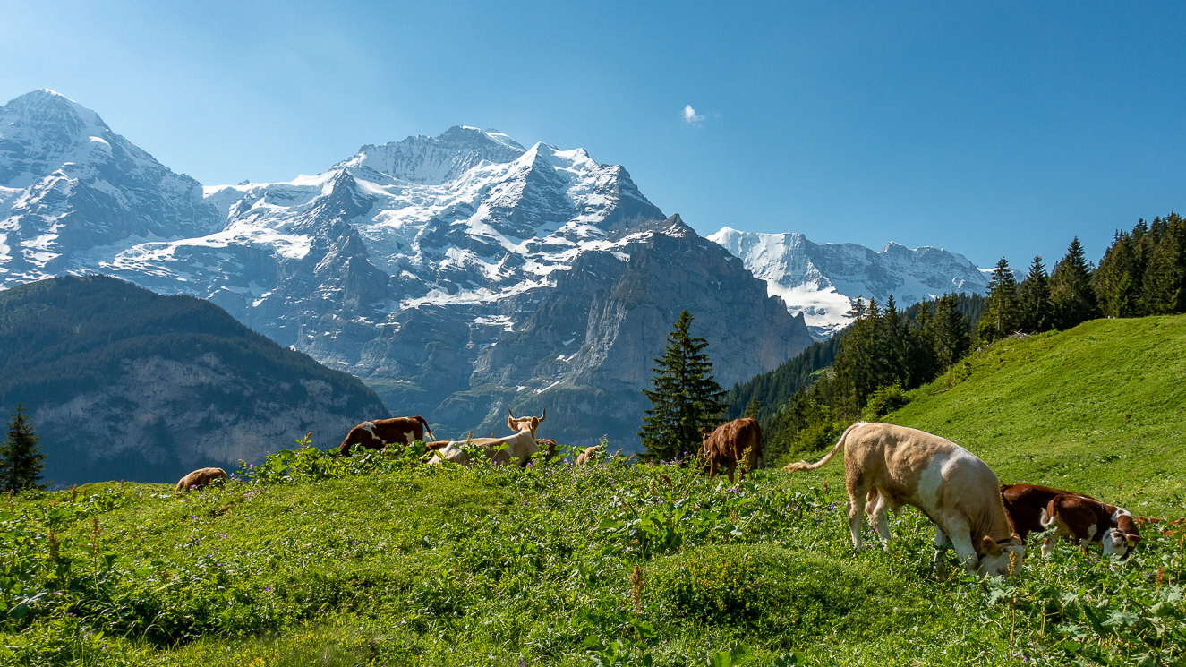 Kor med alputsikt nära Mürren